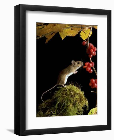 Wood Mouse Investigating Black Bryony Berries, UK-Andy Sands-Framed Photographic Print