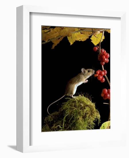 Wood Mouse Investigating Black Bryony Berries, UK-Andy Sands-Framed Photographic Print
