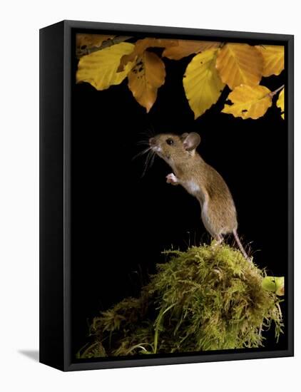 Wood Mouse Standing Up under Beech Leaves in Autumn, UK-Andy Sands-Framed Premier Image Canvas