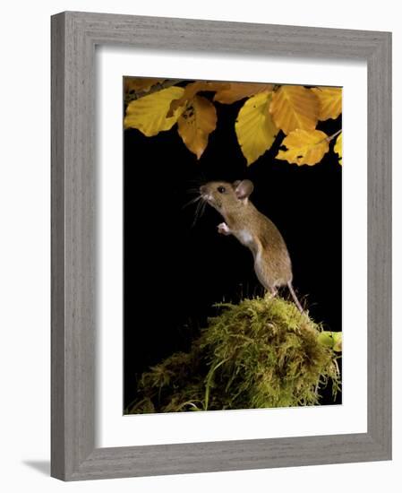 Wood Mouse Standing Up under Beech Leaves in Autumn, UK-Andy Sands-Framed Photographic Print