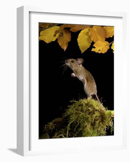 Wood Mouse Standing Up under Beech Leaves in Autumn, UK-Andy Sands-Framed Photographic Print