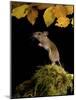 Wood Mouse Standing Up under Beech Leaves in Autumn, UK-Andy Sands-Mounted Photographic Print