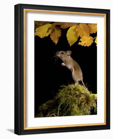Wood Mouse Standing Up under Beech Leaves in Autumn, UK-Andy Sands-Framed Photographic Print