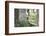 Wood, Mufflon, Ovis Ammon Musimon-Reiner Bernhardt-Framed Photographic Print