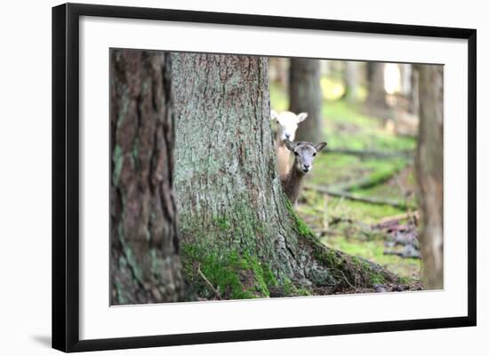 Wood, Mufflon, Ovis Ammon Musimon-Reiner Bernhardt-Framed Photographic Print