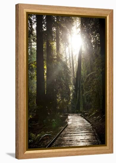 Wood Path in Muir Woods National Monument in California-Carlo Acenas-Framed Premier Image Canvas