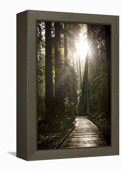 Wood Path in Muir Woods National Monument in California-Carlo Acenas-Framed Premier Image Canvas