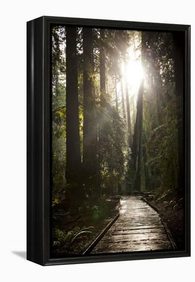 Wood Path in Muir Woods National Monument in California-Carlo Acenas-Framed Premier Image Canvas