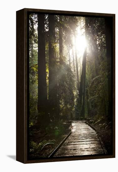 Wood Path in Muir Woods National Monument in California-Carlo Acenas-Framed Premier Image Canvas