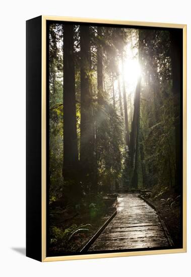 Wood Path in Muir Woods National Monument in California-Carlo Acenas-Framed Premier Image Canvas
