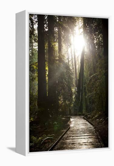 Wood Path in Muir Woods National Monument in California-Carlo Acenas-Framed Premier Image Canvas