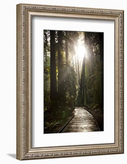 Wood Path in Muir Woods National Monument in California-Carlo Acenas-Framed Photographic Print