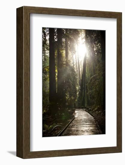 Wood Path in Muir Woods National Monument in California-Carlo Acenas-Framed Photographic Print