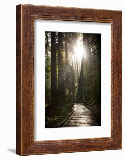 Wood Path in Muir Woods National Monument in California-Carlo Acenas-Framed Photographic Print