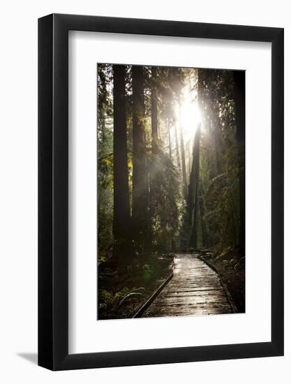 Wood Path in Muir Woods National Monument in California-Carlo Acenas-Framed Photographic Print