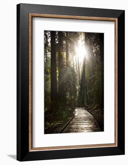 Wood Path in Muir Woods National Monument in California-Carlo Acenas-Framed Photographic Print