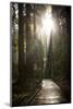 Wood Path in Muir Woods National Monument in California-Carlo Acenas-Mounted Photographic Print