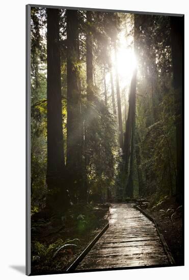 Wood Path in Muir Woods National Monument in California-Carlo Acenas-Mounted Photographic Print