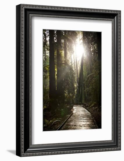 Wood Path in Muir Woods National Monument in California-Carlo Acenas-Framed Photographic Print