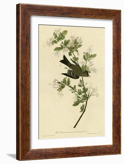 Wood Pewee-null-Framed Giclee Print