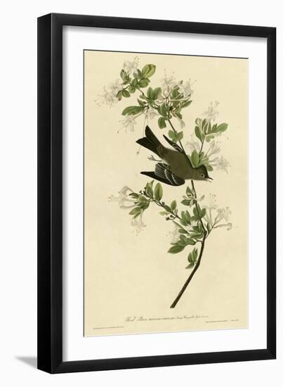 Wood Pewee-null-Framed Giclee Print