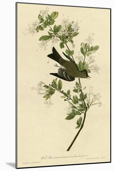 Wood Pewee-null-Mounted Giclee Print