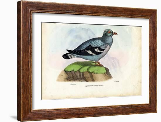 Wood Pigeon, 1863-79-Raimundo Petraroja-Framed Giclee Print