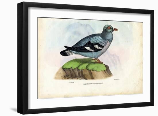 Wood Pigeon, 1863-79-Raimundo Petraroja-Framed Giclee Print