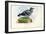 Wood Pigeon, 1863-79-Raimundo Petraroja-Framed Giclee Print