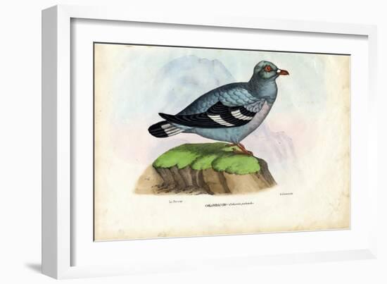 Wood Pigeon, 1863-79-Raimundo Petraroja-Framed Giclee Print
