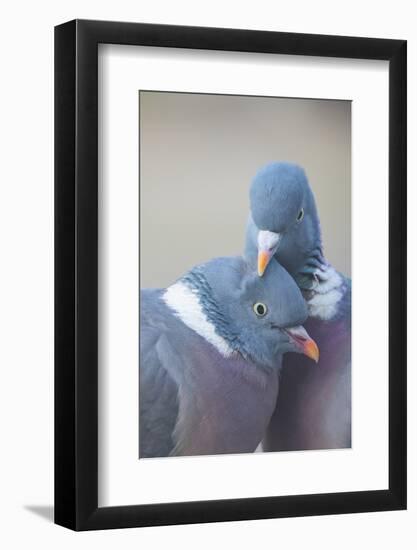 Wood pigeon (Columba palumbus) pair preening one another, The Netherlands-Edwin Giesbers-Framed Photographic Print