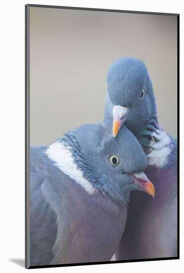 Wood pigeon (Columba palumbus) pair preening one another, The Netherlands-Edwin Giesbers-Mounted Photographic Print