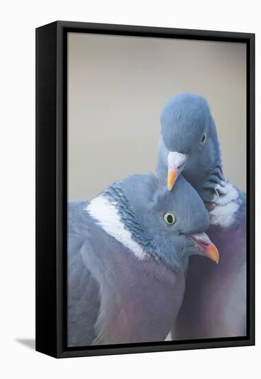 Wood pigeon (Columba palumbus) pair preening one another, The Netherlands-Edwin Giesbers-Framed Premier Image Canvas