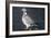 Wood Pigeon-Colin Varndell-Framed Photographic Print