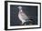 Wood Pigeon-Colin Varndell-Framed Photographic Print