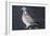 Wood Pigeon-Colin Varndell-Framed Photographic Print