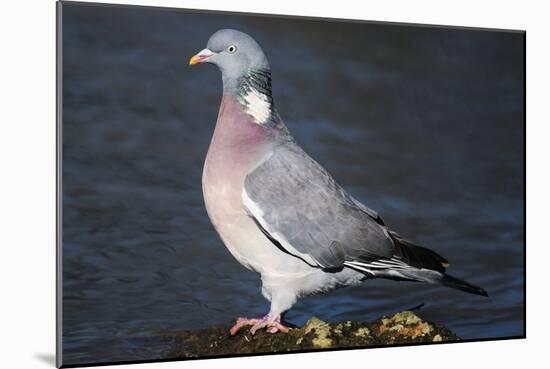 Wood Pigeon-Colin Varndell-Mounted Photographic Print