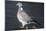 Wood Pigeon-Colin Varndell-Mounted Photographic Print