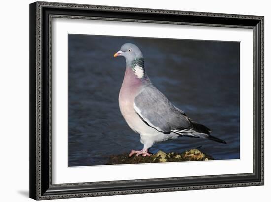 Wood Pigeon-Colin Varndell-Framed Photographic Print