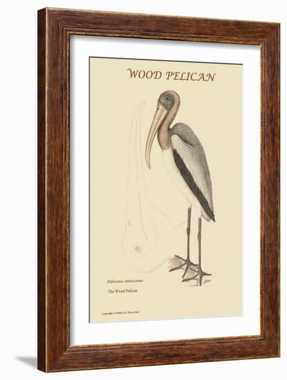 Wood Pilican-Mark Catesby-Framed Art Print