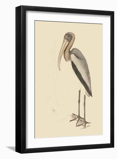 Wood Pilican-Mark Catesby-Framed Art Print