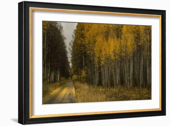 Wood River Aspens-David Lorenz Winston-Framed Art Print