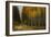 Wood River Aspens-David Lorenz Winston-Framed Art Print