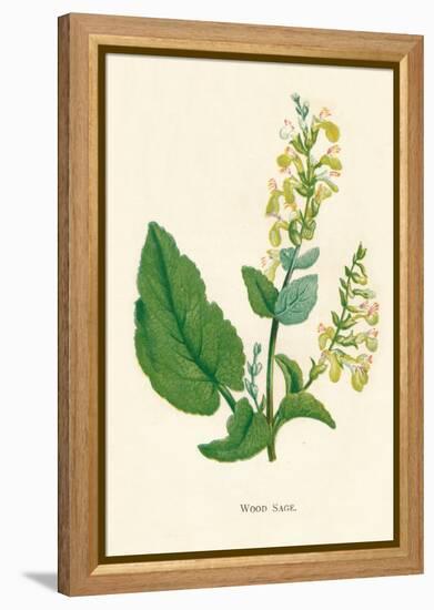 'Wood Sage', c1891, (1891)-Anne Pratt-Framed Premier Image Canvas