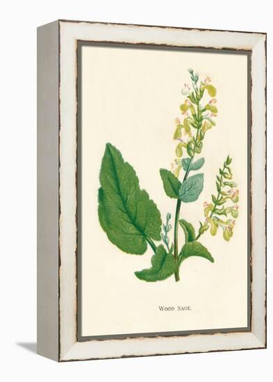 'Wood Sage', c1891, (1891)-Anne Pratt-Framed Premier Image Canvas