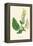 'Wood Sage', c1891, (1891)-Anne Pratt-Framed Premier Image Canvas