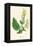 'Wood Sage', c1891, (1891)-Anne Pratt-Framed Premier Image Canvas