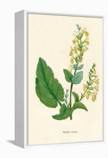 'Wood Sage', c1891, (1891)-Anne Pratt-Framed Premier Image Canvas