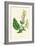 'Wood Sage', c1891, (1891)-Anne Pratt-Framed Giclee Print