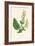 'Wood Sage', c1891, (1891)-Anne Pratt-Framed Giclee Print